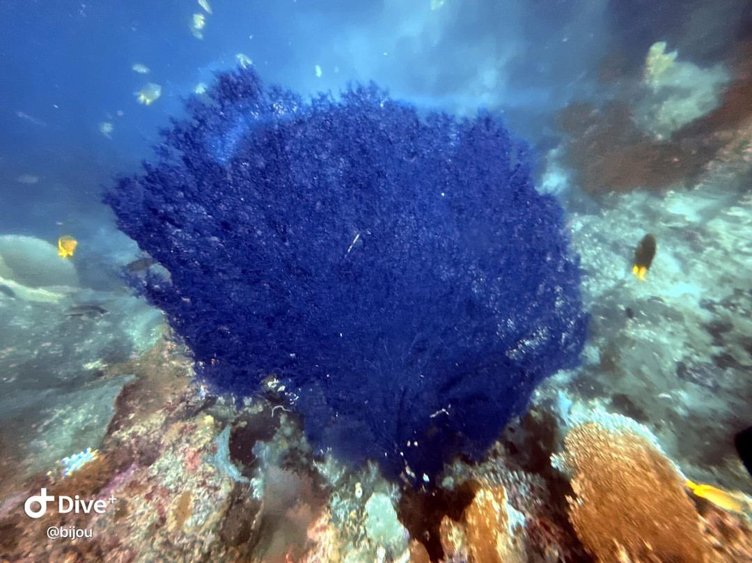 Dive Concepts Pemuteran景点图片