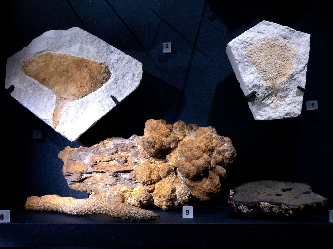 Musée du vin de Champagne et d'Archéologie régionale-埃佩尔内必去景点