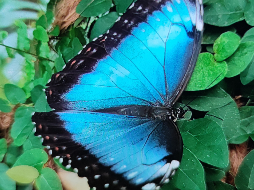 Schmetterlingspark Buchholz-Buchholz in der Nordheide必去景点