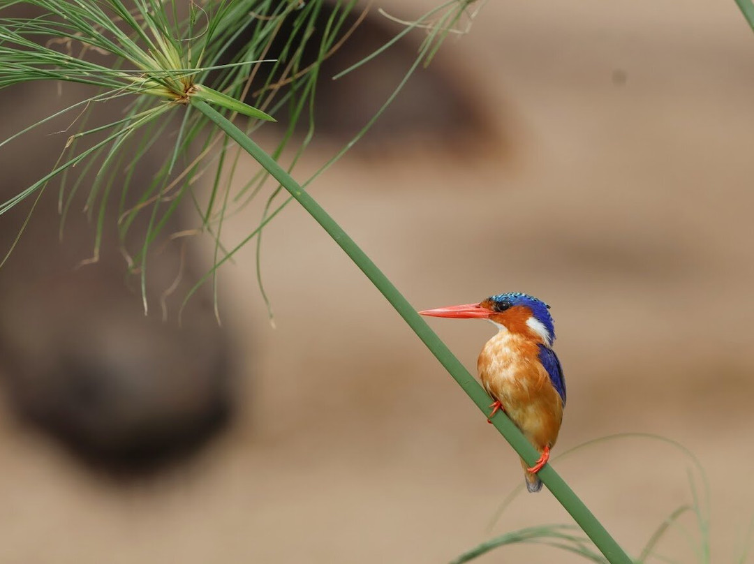 Safari Support Services Limited-卡巴莱必去景点