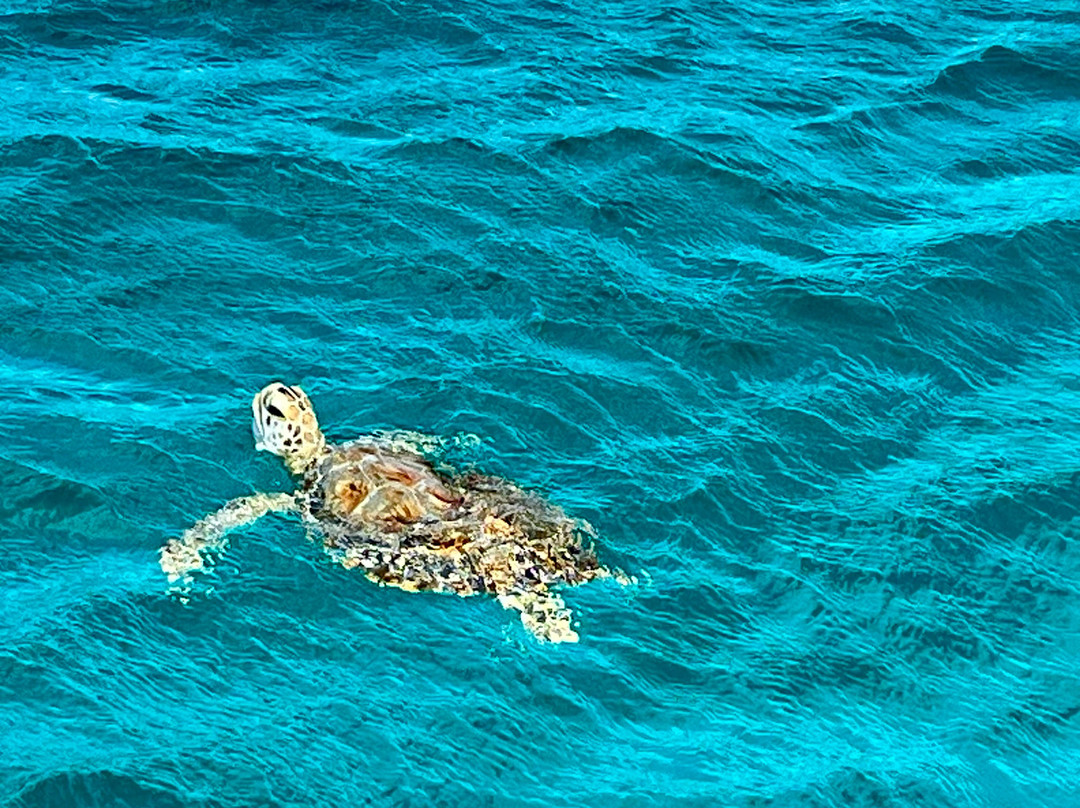 Private Snorkeling Aruba-棕榈/鹰海滩必去景点