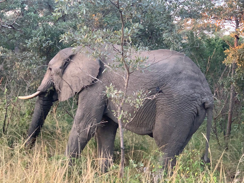 Wanyama Safaris-克鲁格国家公园必去景点