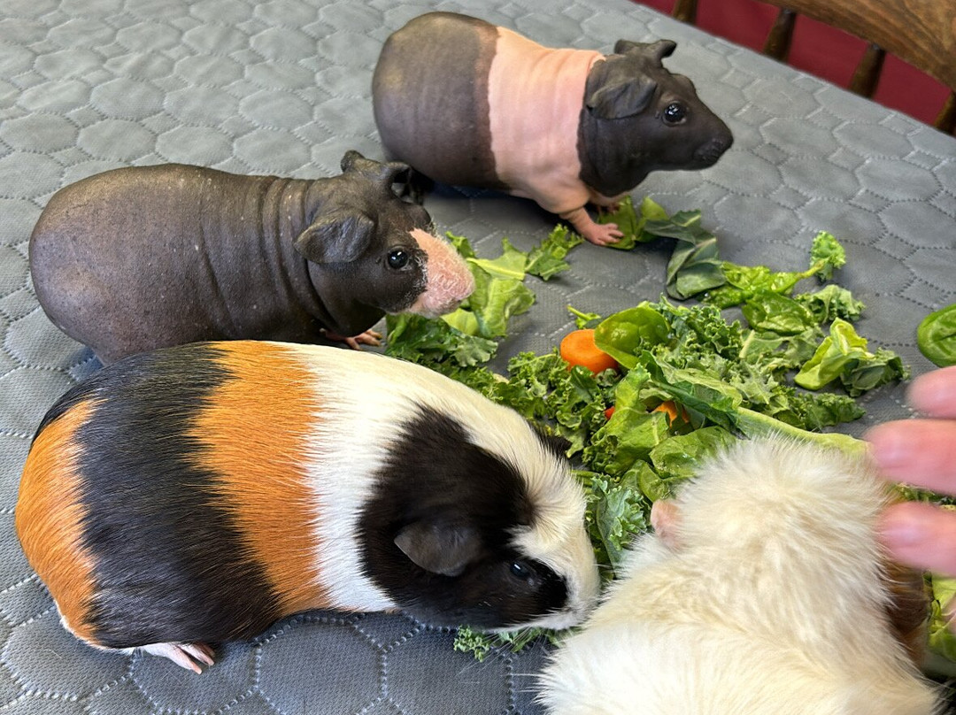 Cavies & Cake景点图片