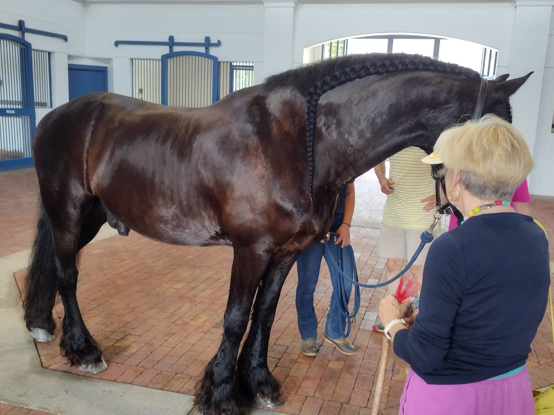 Pin Oak Stud-Versailles必去景点