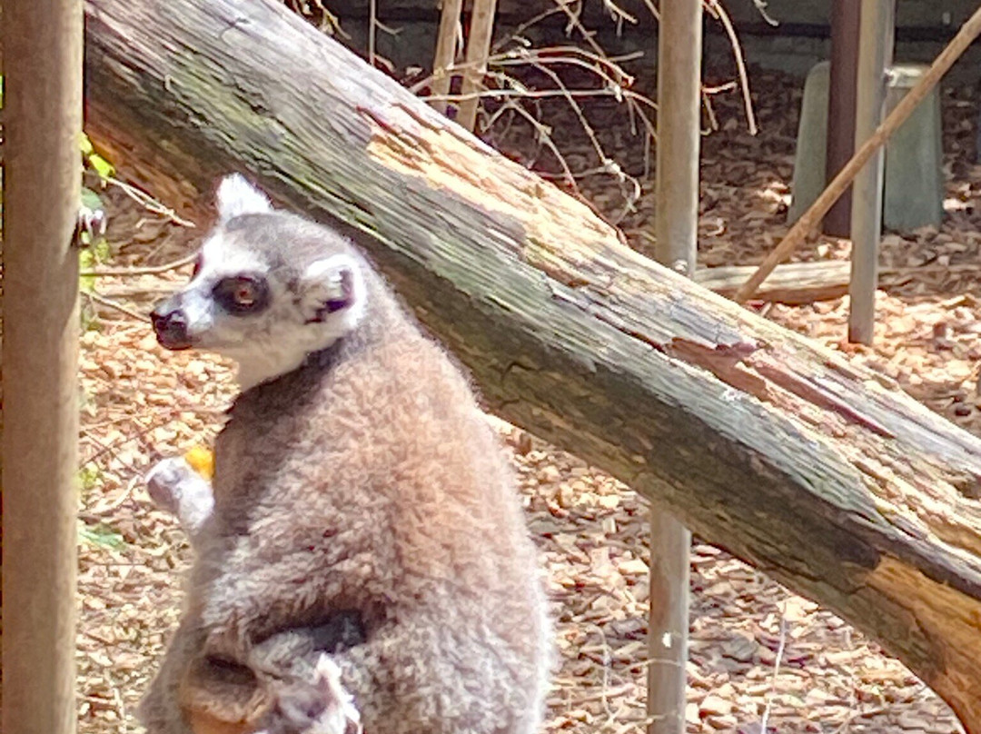 Bioparc Genève Pierre Challandes-Bellevue必去景点