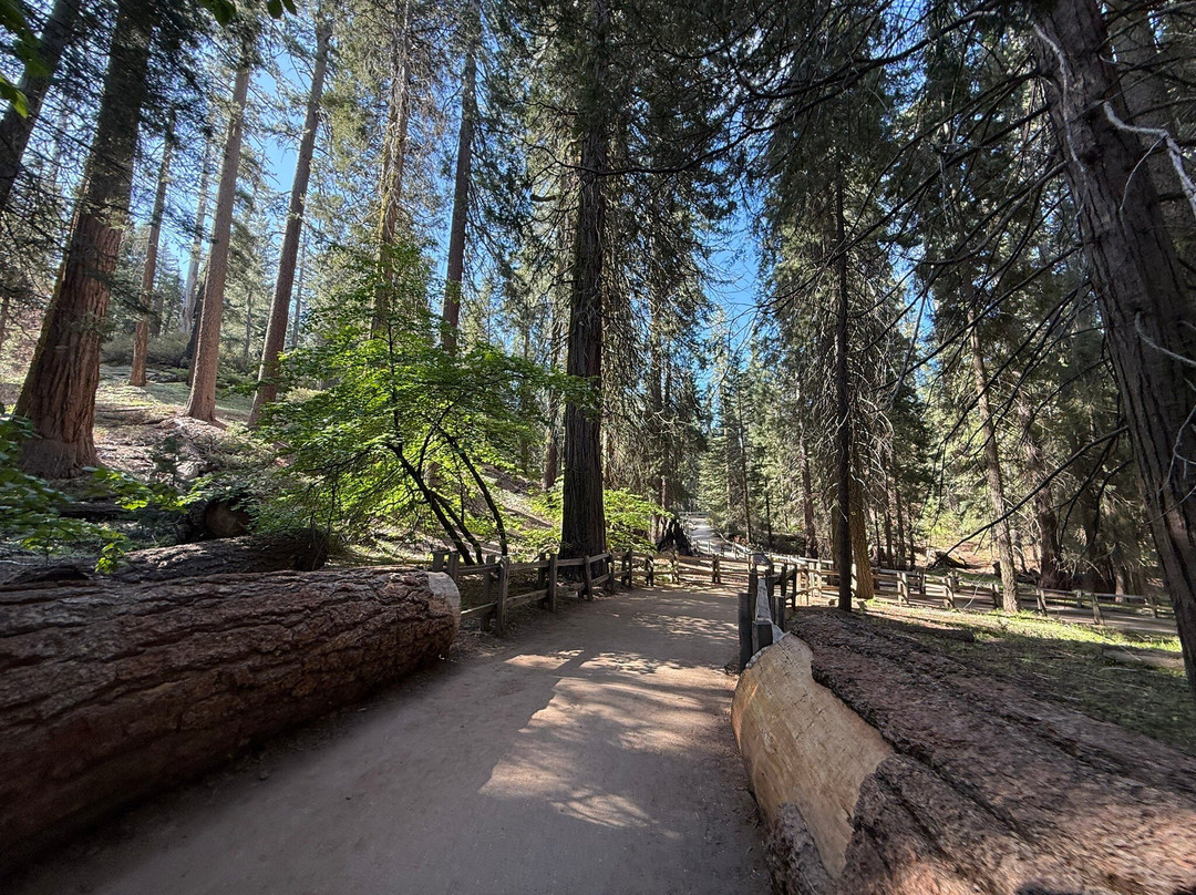 Grant Grove-红杉&国王峡谷国家公园必去景点