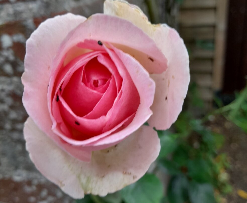 West Dean Gardens景点图片