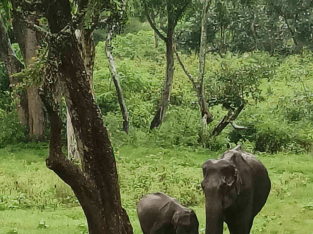 Bandipur National Park and Tiger Reserve-班迪舖必去景点