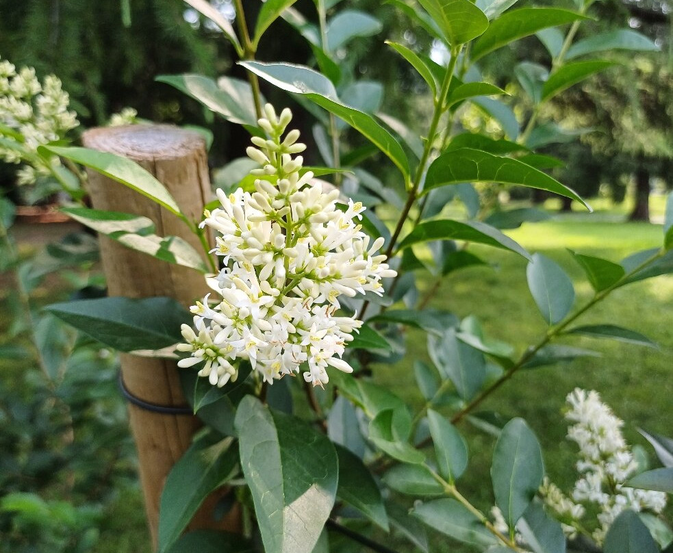 Giardini Comunali-Mandello del Lario必去景点