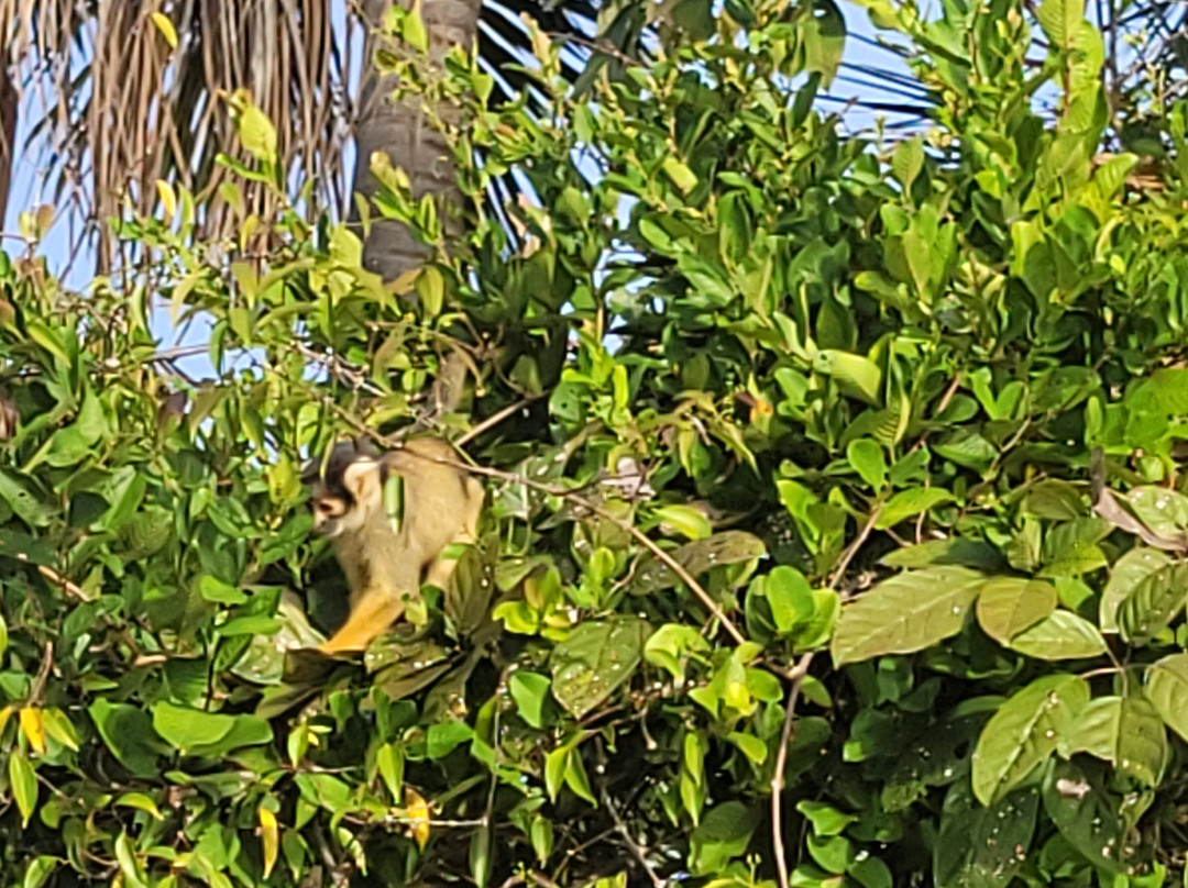 Lago Sandoval-Tambopata National Reserve必去景点