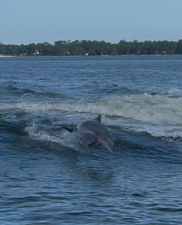 Flora-Bama Marina-橙色海湾必去景点