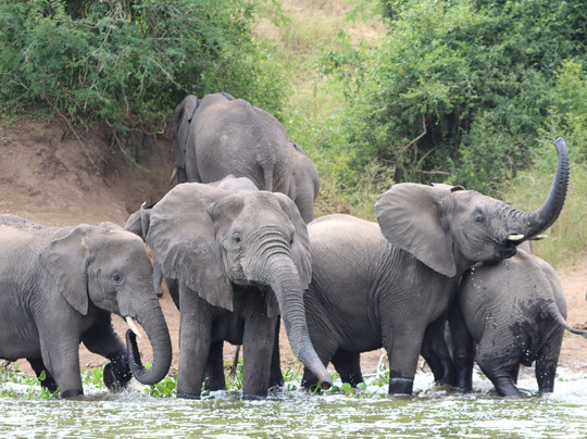 Primate Safari Experiences-坎帕拉必去景点