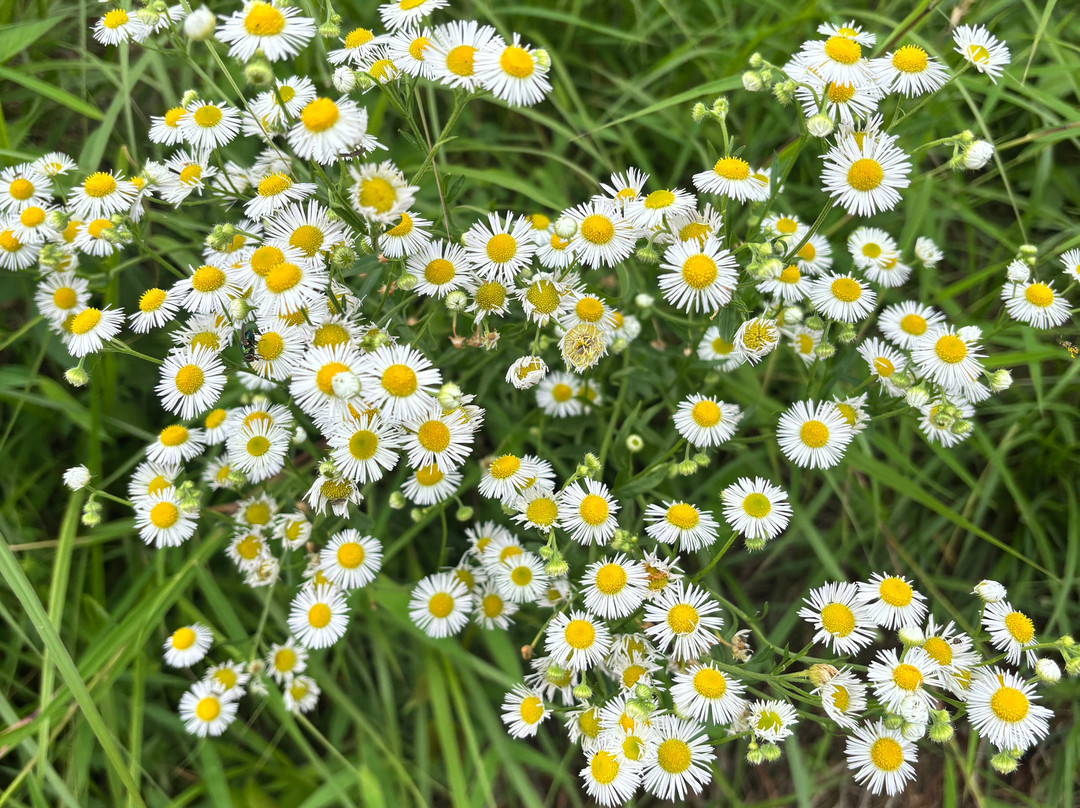 Seclude Ramgarh Willows主图