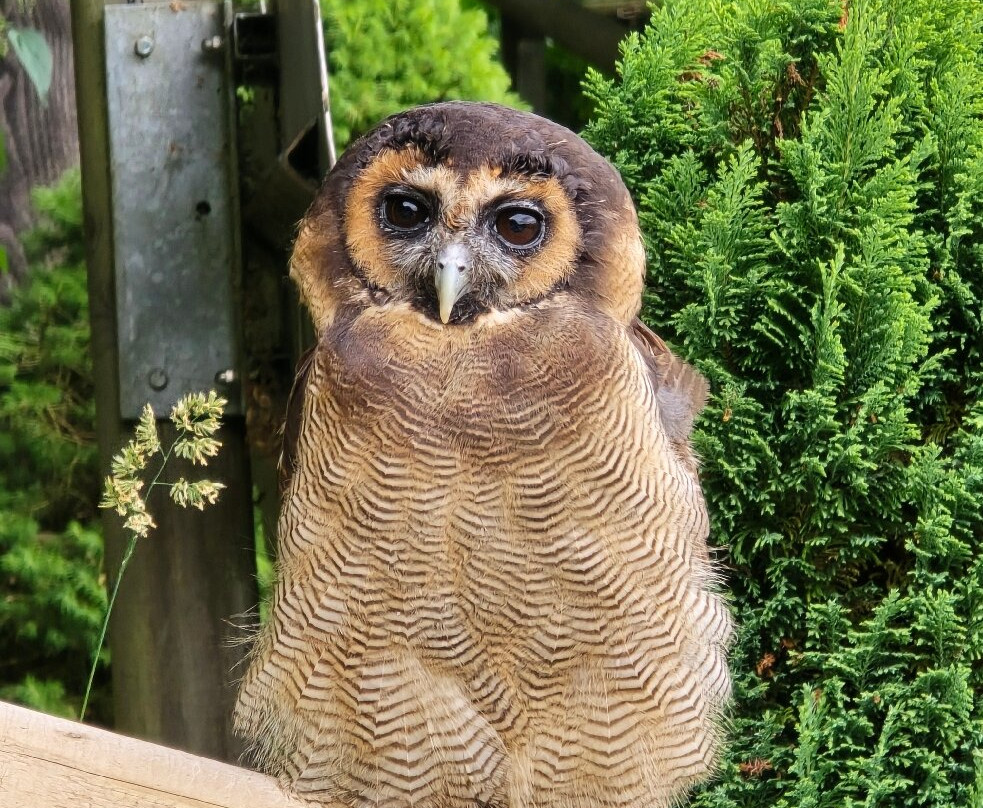 Wild- und Freizeitpark Willingen-Willingen必去景点