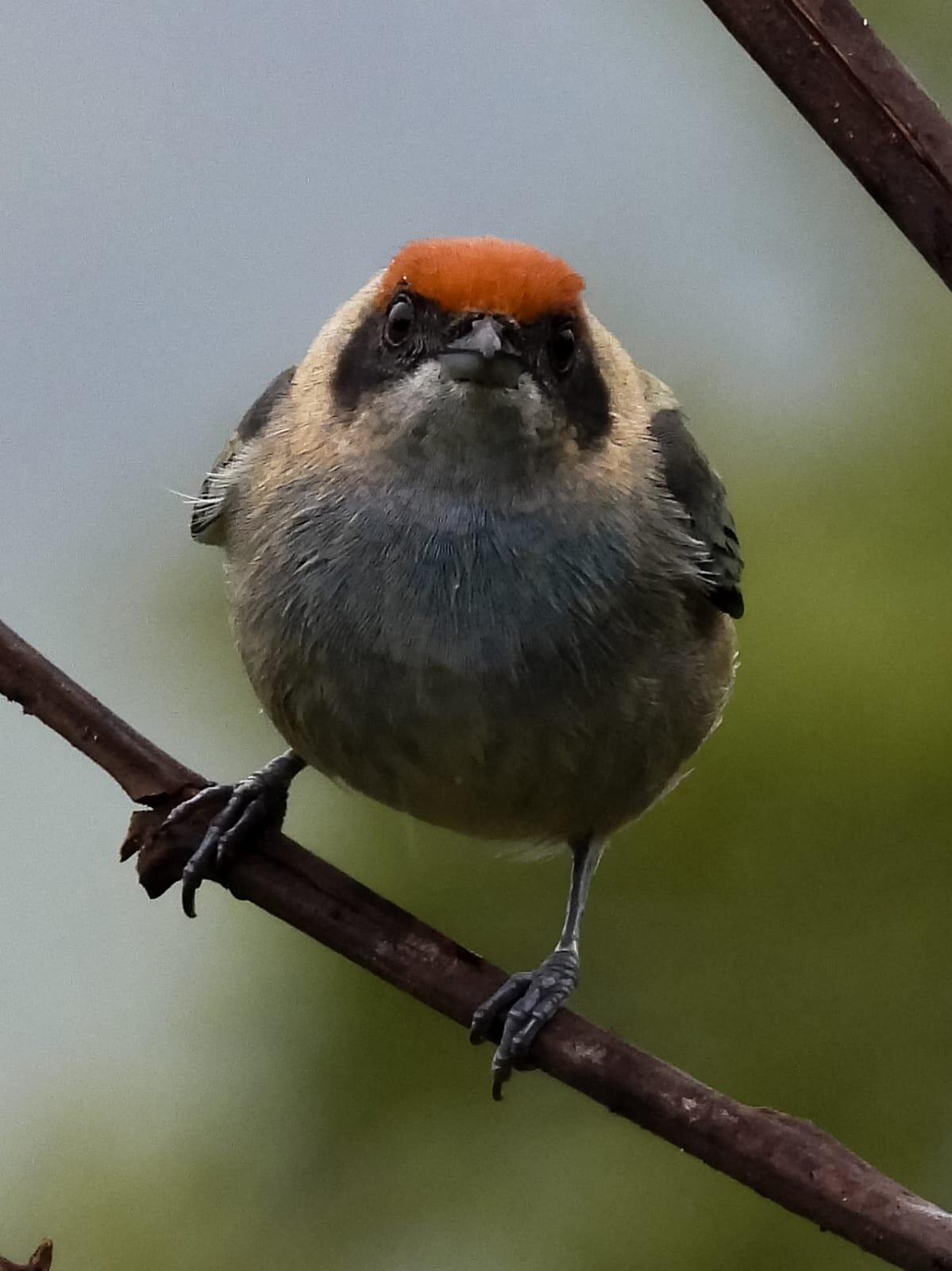 Finca Temática Cafetera Las Mercedes-酒店景观
