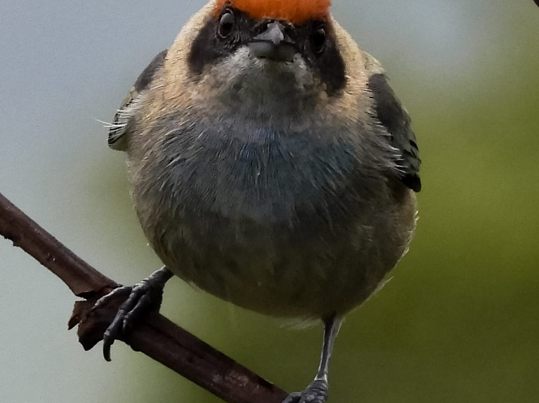 Finca Temática Cafetera Las Mercedes主图