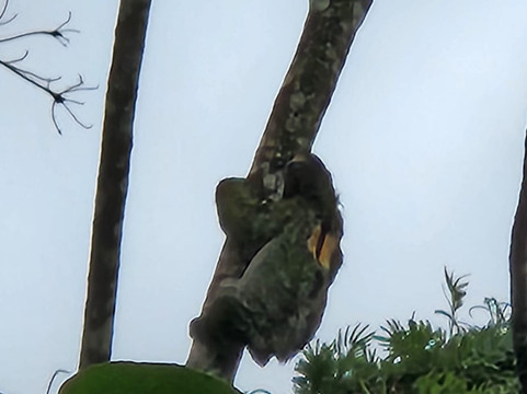 Neotropic Wildlife Expedition-福德圣卡洛斯必去景点