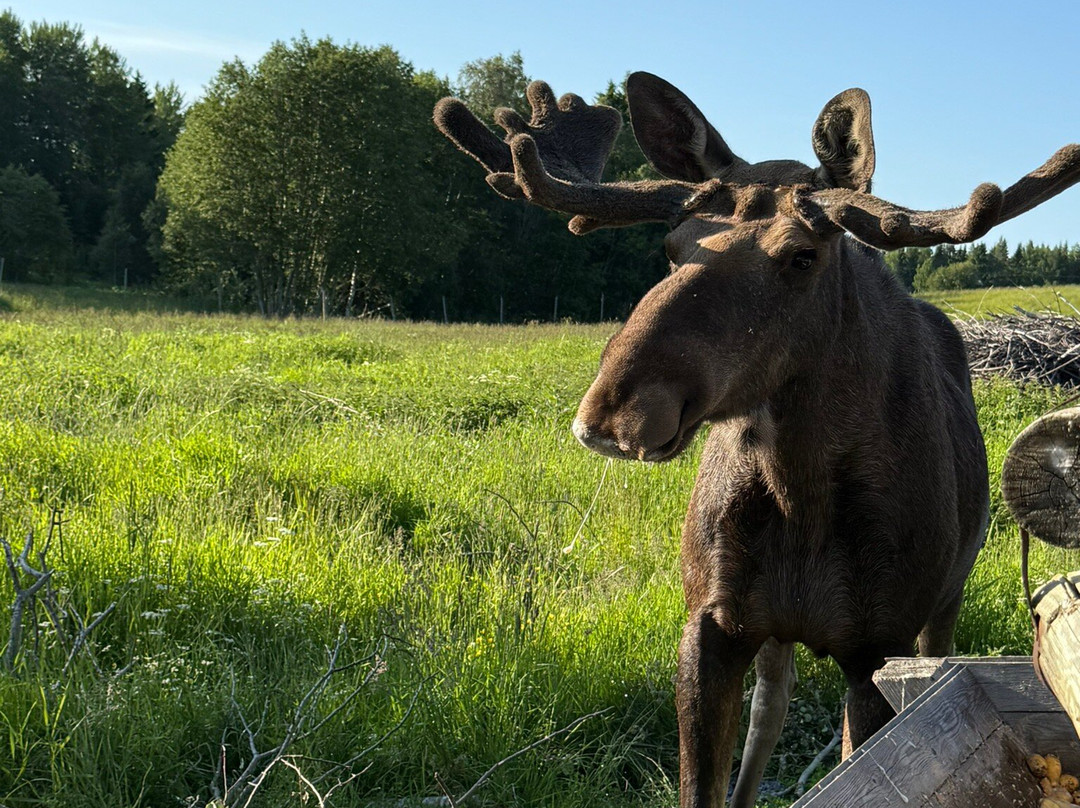 Moose Garden-Orrviken必去景点