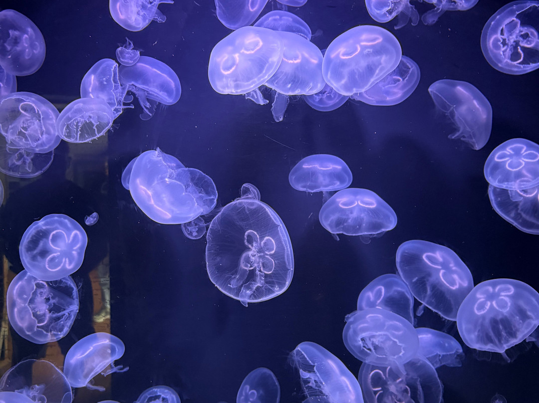 室兰市立水族馆-室兰市必去景点