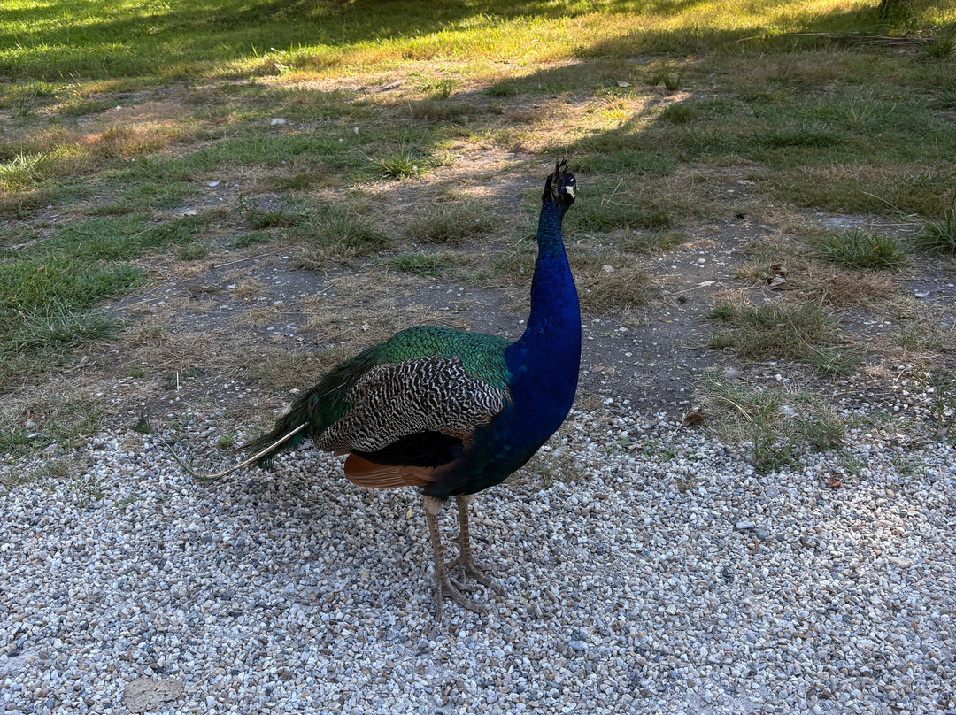 Alice au pays des Paons-阿维桑必去景点