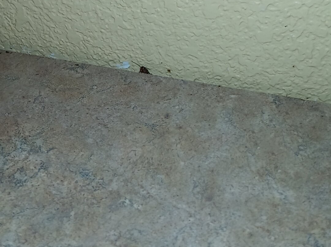 Super 8 by Wyndham Findlay主图