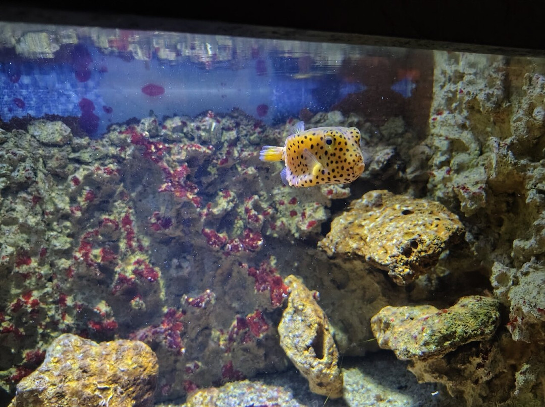 Aquarium de Vendée-Talmont Saint Hilaire必去景点