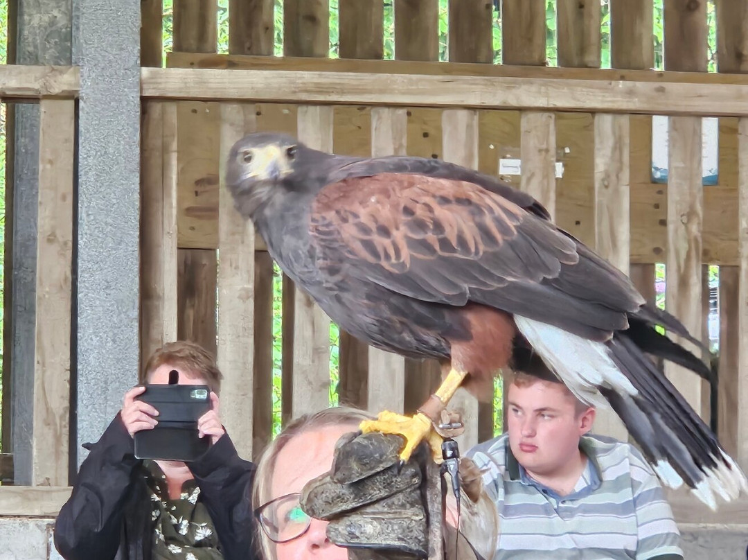 Borough Farm Sheepdog and Falconry Displays-伍拉科姆必去景点
