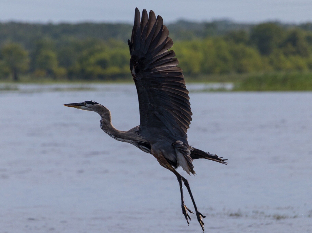 A St Johns River Airboat Tour-Christmas必去景点