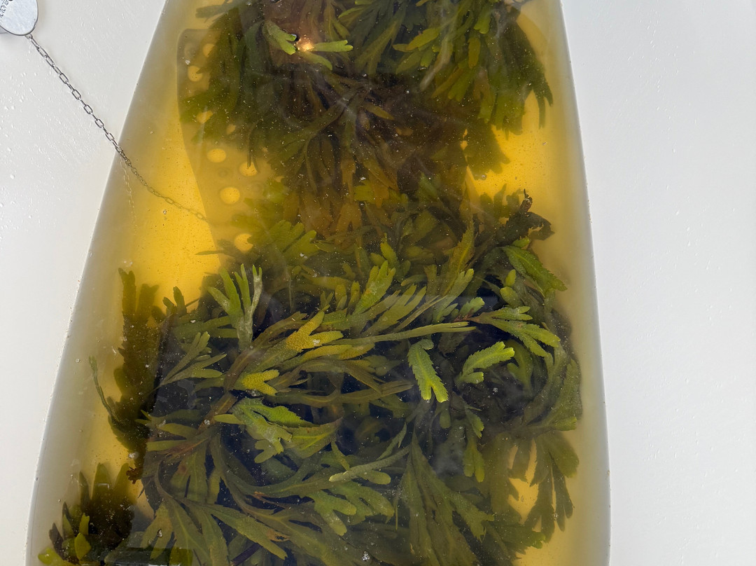Voya Seaweed Baths-斯特兰迪希尔必去景点