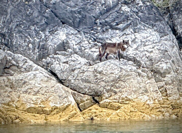 Glacier Bay Lodge & Tours-古斯塔夫斯必去景点