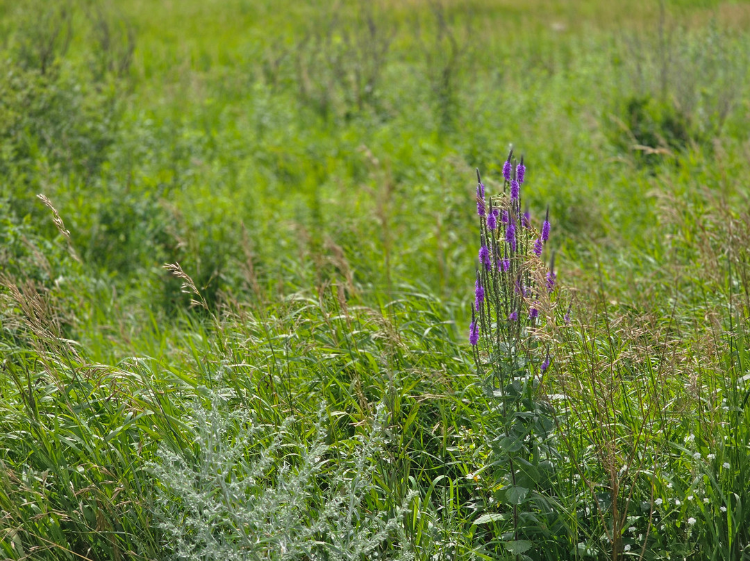 Big Stone National Wildlife Refuge-Ortonville必去景点