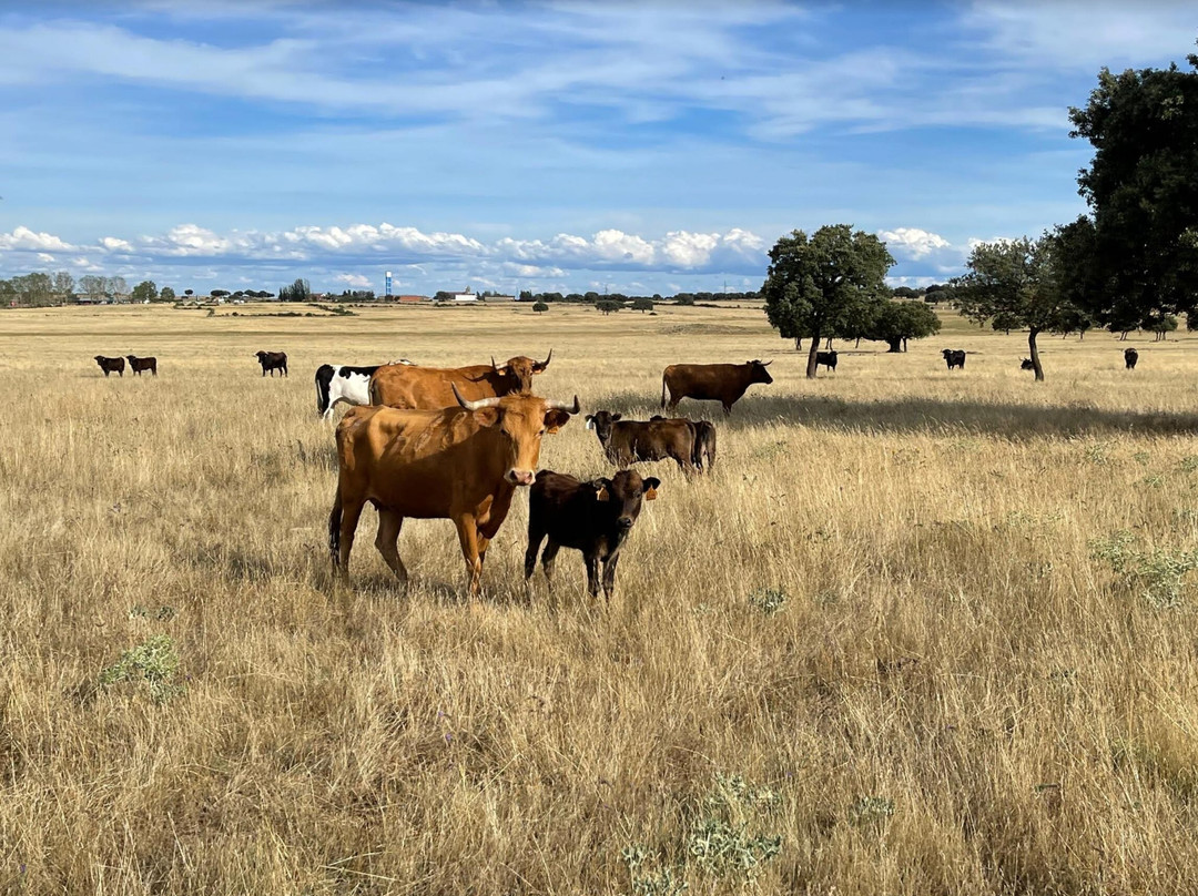 Ganaderia Antonio Palla-Ledesma必去景点
