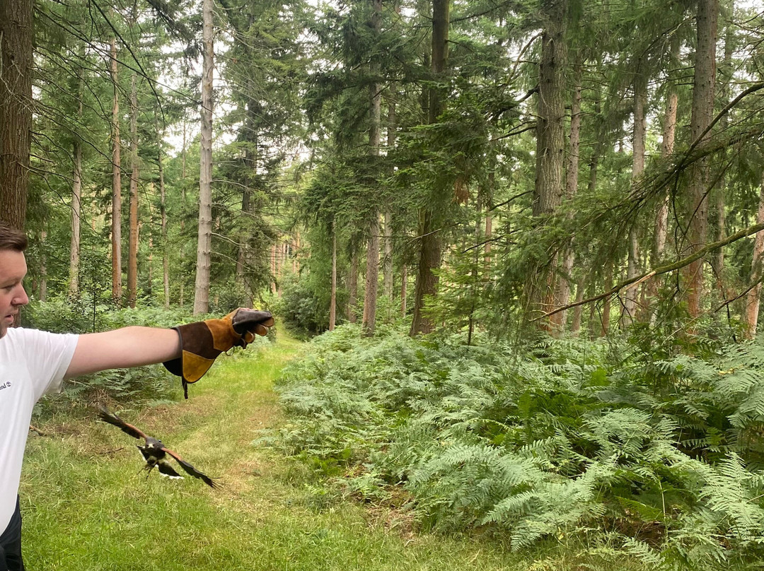 Hampshire Hawk Walks-Alton必去景点