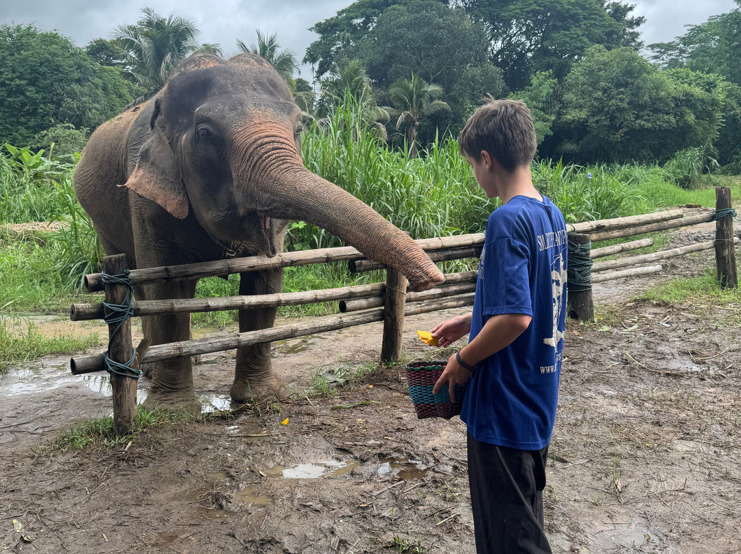 Smart Elephants Family-清迈必去景点