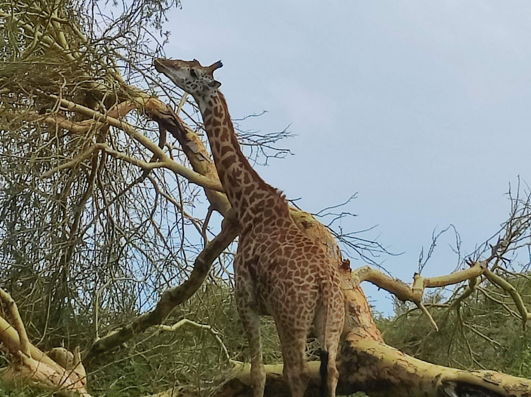 Ajkenyasafaris.com Ltd-Ruiru必去景点