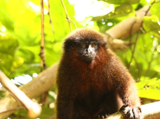 Manu Wildlife Tours-库斯科必去景点