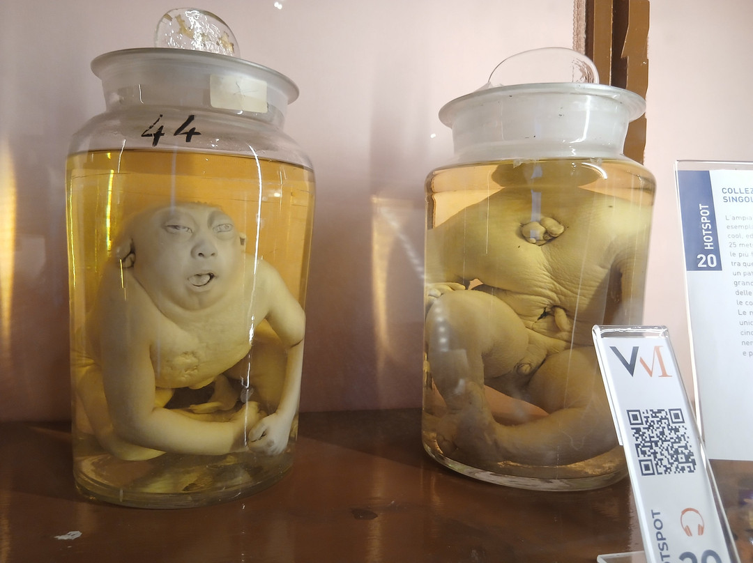 MUSA - Museo Universitario delle Scienze e delle Arti-那不勒斯必去景点