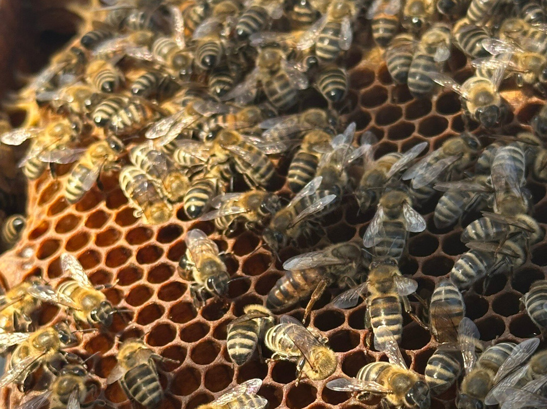 Dias Beekeeping-Svoronata必去景点