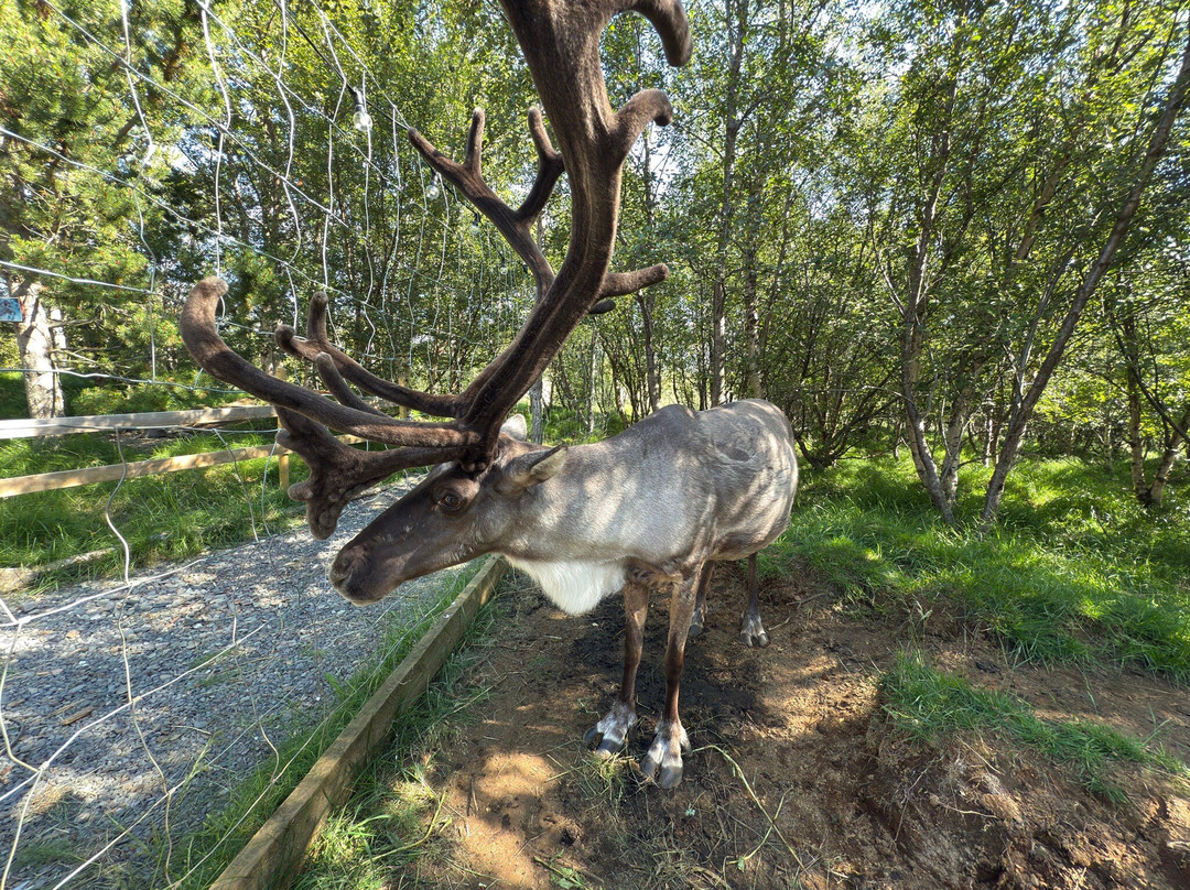Reindeer Park / Hreindýragarðurinn