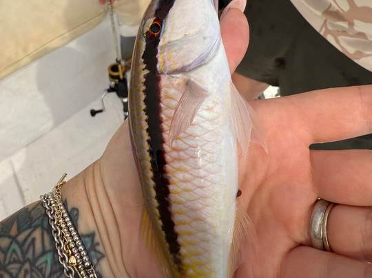 Mike's Fishing Trips-林多斯必去景点