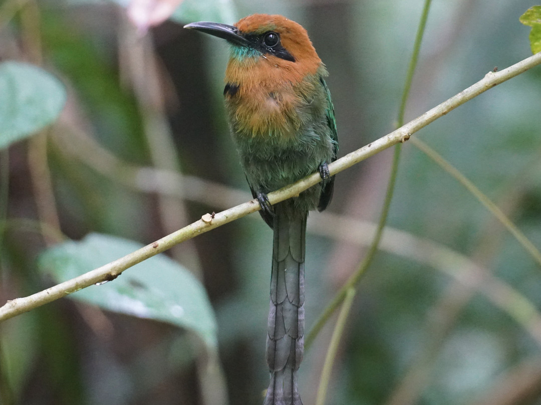 Birding Pipeline Panama-甘博阿必去景点