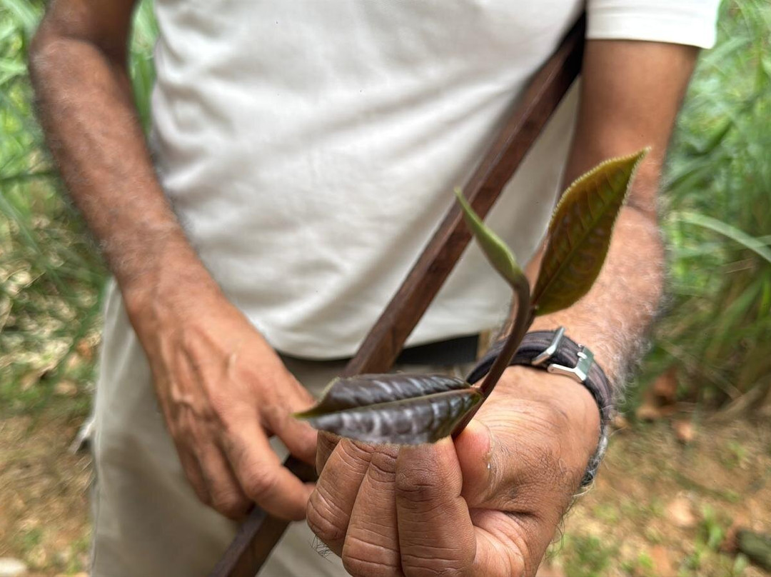 Nandana Tea Factory-Akuressa必去景点