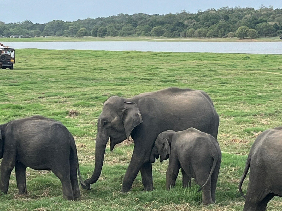 Lakshan jeep safari habarana-哈巴拉娜必去景点