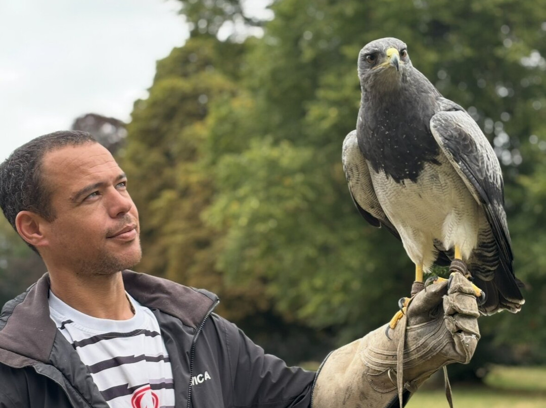 Icarus Falconry-北安普敦必去景点
