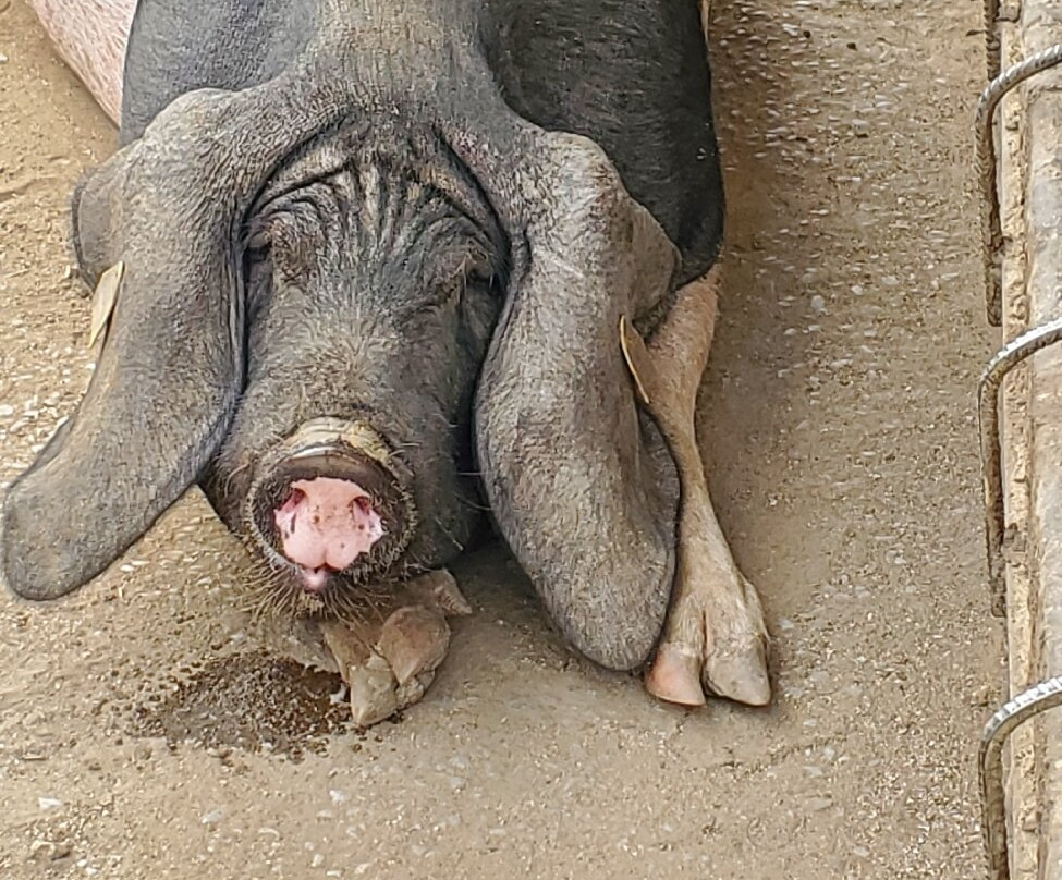 Suhalmendi, Découverte du Porc Basque-Sare必去景点