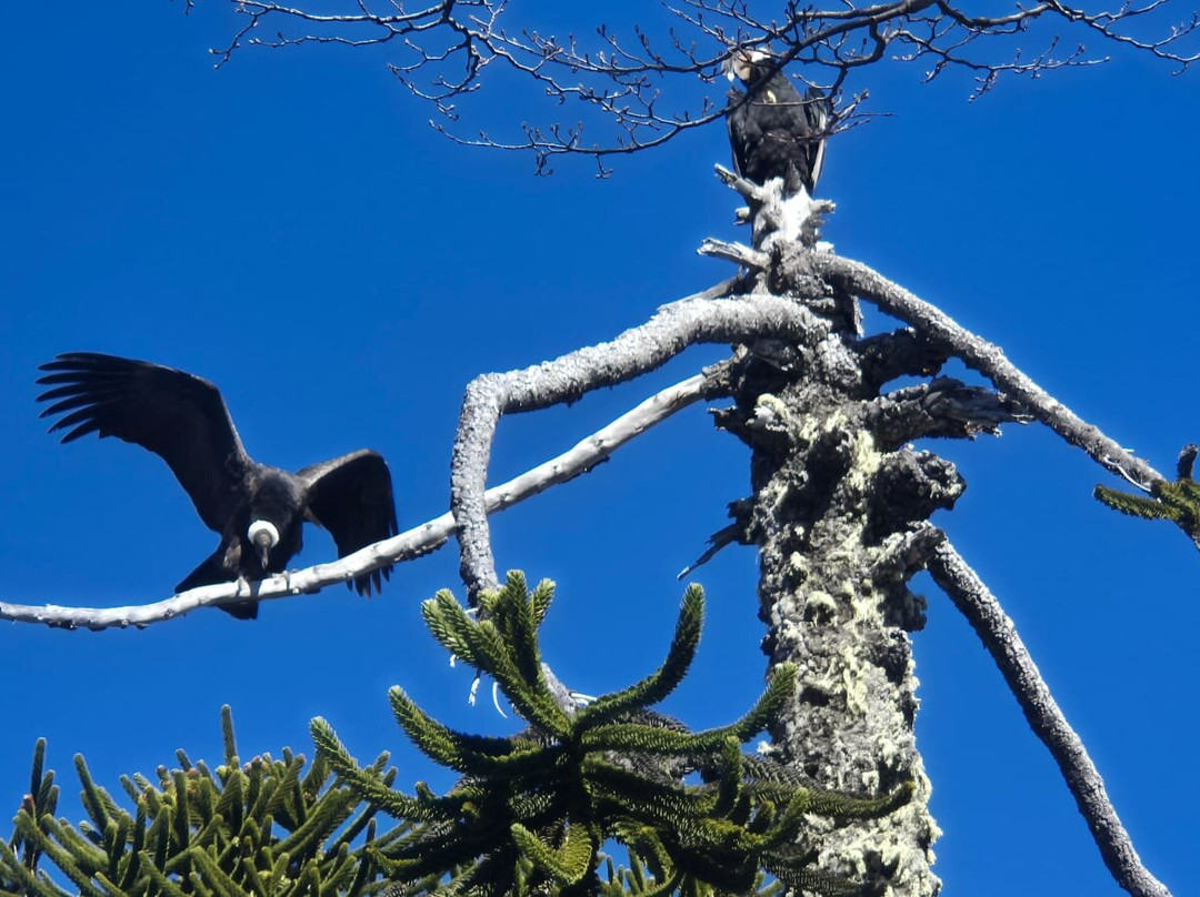 Ñamku Adventure-Melipeuco必去景点