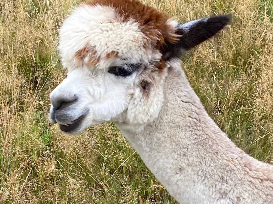 London Alpacas-Epping必去景点
