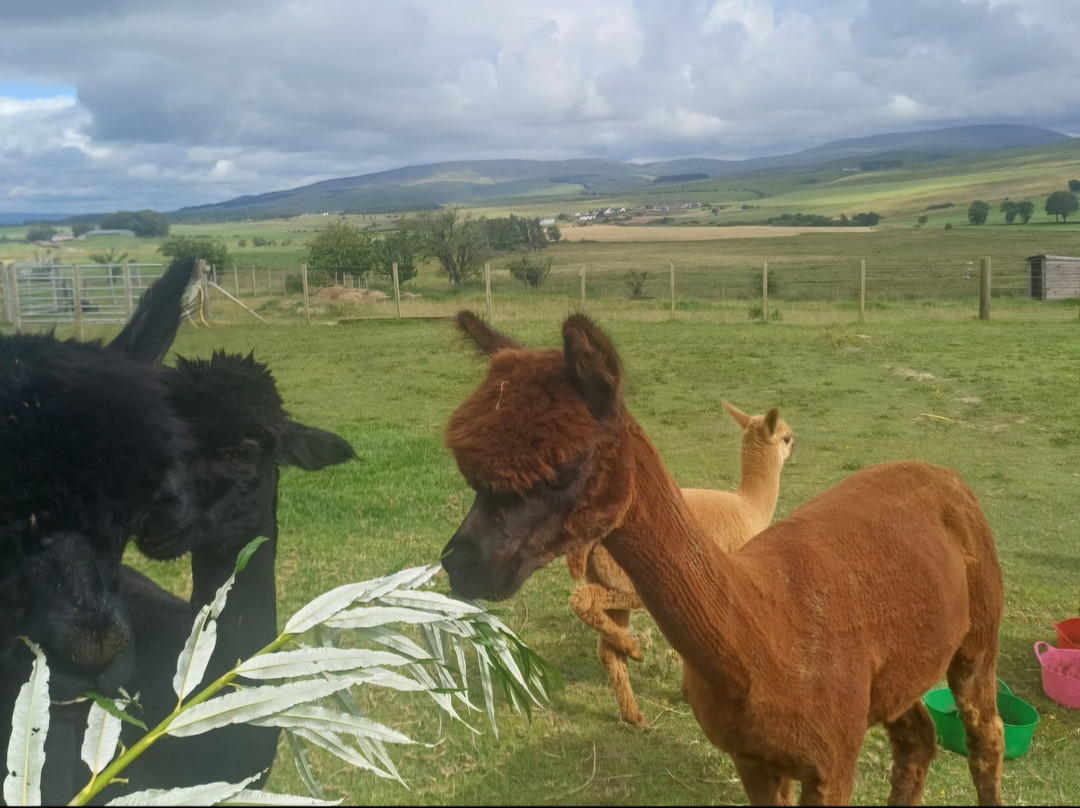 Millburn Alpacas-New Cumnock必去景点