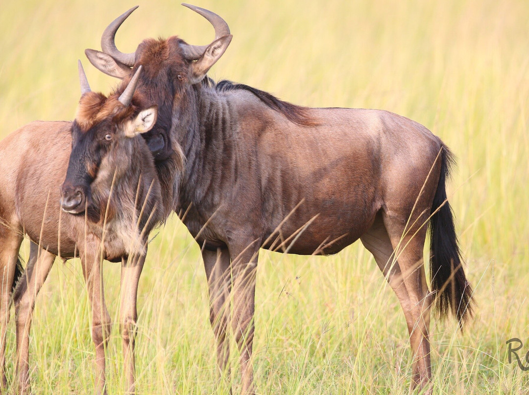 Dawn In Africa Safaris - Day Tours-内罗毕必去景点