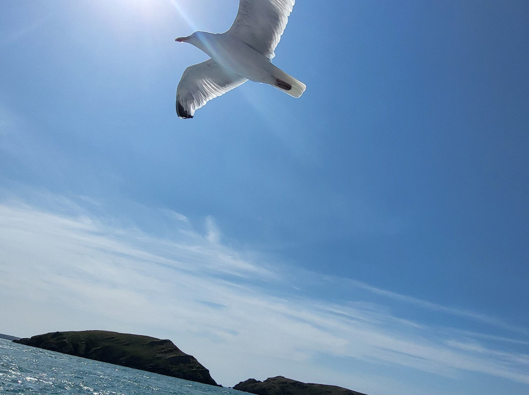 Pembrokeshire Islands Boat Trips-Marloes必去景点